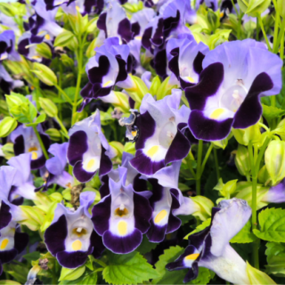 Torenia-Summery Love (Blue) From Known You Seed (India)